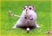  میں hamster, ہمزٹر :)