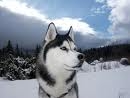 O.M.G that is the cutest dog i have ever seen and great name it suits the dog and suits the look of it love it !!!!!!