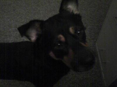  This is my cachorro, filhote de cachorro CENA, hes named after the wrestler John Cena.