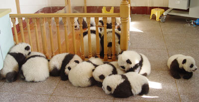  Cute baby panda's