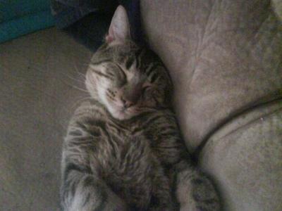  I have a stripped tabby named Bryce. He's a boy kitty. He's 4 yrs old now.
