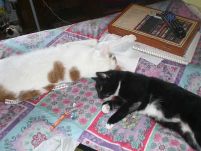  ok i have 2 cats, i have a white/orange male named Albert and a black/white shorthair female named Boots :D i luv them both haha im srry that its not a very good picture of them