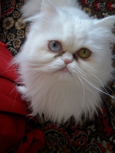  My cat is a female.Her name is Princess.;** It's Persian and she has two different eyes.