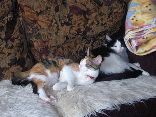 Kiki is the black & white one, and Mimi is the multi-colored one :]

I <3 them both so much :]