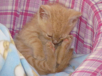  my cat is MINIATURA well in english is little i only have a 사진 when he was a baby now he isnt little