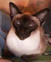 Mikell (mick-kell) she's a chocolate point Siamese:)