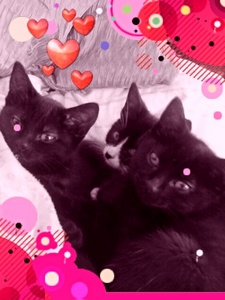  My gatinhos queque, muffin Molly and Rosie! ♥(I have 3 other gatos but they're not in the pic) lol :)