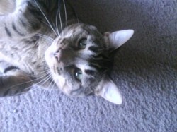 My kitty is a striped tabby. His name is Bryce.