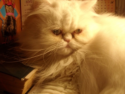  My Cat is a real Persian! Her name is Princess and she is very fluffy!! ^^