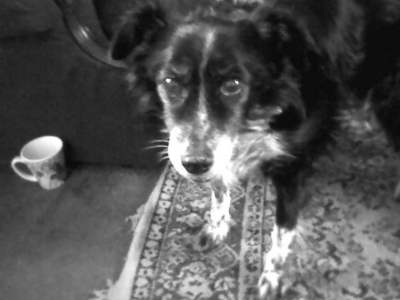  This is my dog Penny . She is a Border koli tumawid and 15 years old .