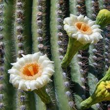  Arizona so the Saguaro Cactus Blossom. Which is pretty obvious, cuz we're one of four states with cacti. XDD We're famous for cacti. And I bet only a handful of u knew the plural of cactus was cacti. All Arizonians know that.
