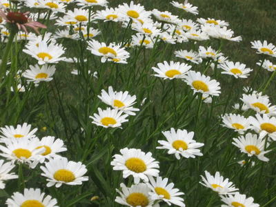  I cinta the Daisy. The simplicity of it is beautiful :)
