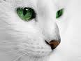  Name: Snowfox Rank: Warrior Personality: Mysterious, friendly, quiet, but fierce in battle. Eye and 毛皮 color: pure white with a black nose and green eyes. Clan: RiverClan