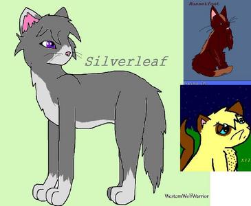  I'll put three cats. :3 Name:Silverleaf Rank:Warrior Personality:Silverleaf is a sweet she-cat with a caring personality. She is a very skillful fighter and witful hunter. But she does have a downfall, her clumsiness. Silverleaf can be a total clutz under pressure and when she is near a tom she has deep feelings for. Sliverleaf is very patient and loves to swim in her spare time. Eye Color:Purple 毛皮 color:Silver/Grey Clan:ThunderClan Extra= Crush:Rainwhisker [Real cat in the book] Fav prey:Blue Jays ~~~~~ Name:Lillytail Rank:Apprentice Personality:Lilytail is a reckless she-cat. She loves to go on adventures, but it usually gets her into trouble. She can be sweet too. She is an outstanding hunter, but isn't a great fighter yet. Eye color:Blue 毛皮 color:Creamy yellow Clan:ShadowClan Extra= Mentor:Russetfoot [another OC of mine] Crush:No one yet ~~~~ Name:Russetfoot Rank:Warrior [almost a senior warior] Personality:Russetfoot is a wise tom. He is calm in most situations, but can be impatient with apprentices and kits when they cause problems. He is a great fighter and hunter, but his bad shoulder can cause him problems. Eye Color:Pale green 毛皮 color:Dark/light brown Clan:ShadowClan Extra= Apprentice:Lillytail Crush:Lillytail