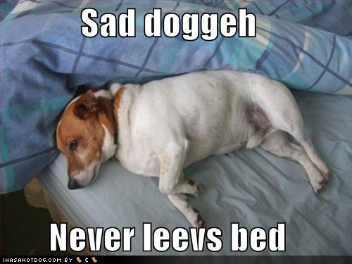  It's sad, this dog never ever!, leaves постель, кровати :(