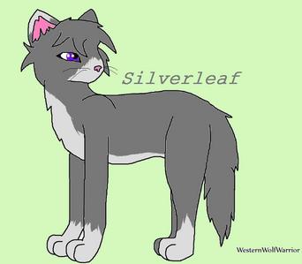  Clan:ThunderClan Gender:She-cat Rank:Warrior, but is a クイーン at the moment. Mate:Rainwhisker[Real cat in the books] Kits:Rainkit[Now Rainpaw],Waterkit,Greykit, and Rustykit Mother:Greyheart Father:Silvereye[Dead] Kittypet または Ex-kittypet:Clan born, not a kittypet Rouge/ex-rouge:No Loner/ex-loner:No Fur:Grey/Silver Eyes:Purple Details:Her pelt is fully grey, but her ear and paws are silver. Name:Silverleaf お気に入り Prey:Blue Jays または Sparrows Story:[Her father had died before the litter was born] Silverleaf was born as the oldest kit of the newborns. But this happy time was crushed when Greencough sweeped through ThunderClan and infected all of Greyheart's kits. Spottedleaf did they best she could to save them, but only Silverkit had survived. So, Silverkit grew up alone through her kit days. When she had become an apprentice, she had Mothfoot as a mentor. Silver[i]ear[/i] loved Mothfoot as if she were her kin. They were always together and Silverear never wanted to be around anyone else. Mothfoot had taught Silverear to be a witful hunter and a strong fighter. When Silver[i]leaf[/i] had become a warrior, her and Mothfoot were teared apart. Mothfoot had been brutally killed when rouges attacked their Clan. Silverleaf was so saddened によって this that she went through a depression. She hardly ever ate and she closed her ハート, 心 off fron anyone. Many moons later, Silverleaf had let one cat into her heart, Rainwhisker. Rainwhisker and her were the best of friends, he had gotten her to eat and be もっと見る happy. As moons passed, Silverleaf had developed feelings for Rainwhisker. When she had confessed her love, Rainwhisker had told her he felt the same for her. They then mated and had four kits; Rainkit,Greykit,Waterkit, and Rustykit.