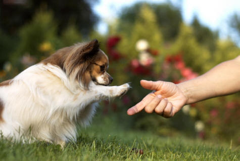 This is my dog Summer,shes a papillion!Ow i love her!shes 3 years old and i traned her to give me her paw.2 days ago she pooed on my bed,but i love her!I hop ill win!^-^She loves to eat chiken.


P.S.Thats my moms hand on the picture