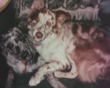 These are my babies...Bute and Spur...aussies!