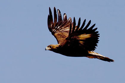  I would have like to have a golden eagle, au a black eagle....