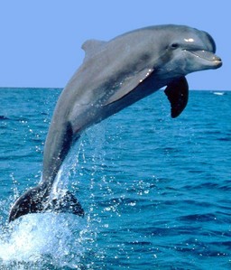  A cute dolphin!!! :P