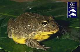 The African Bullfrog aka the Pixie Frog.