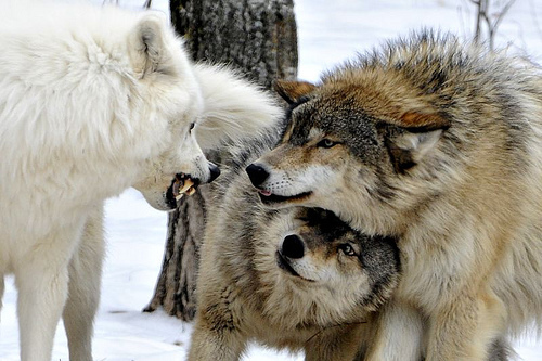  wolves :D