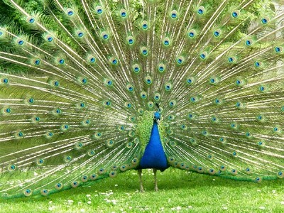  Peacock!!
