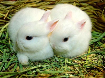  you gotta <3 them baby bunnies!