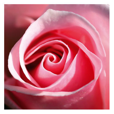  I like rosa rose.