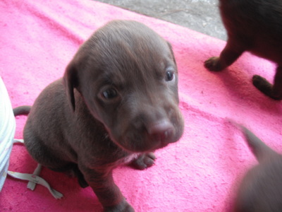 here is one of my pets puppies! isnt he cute?