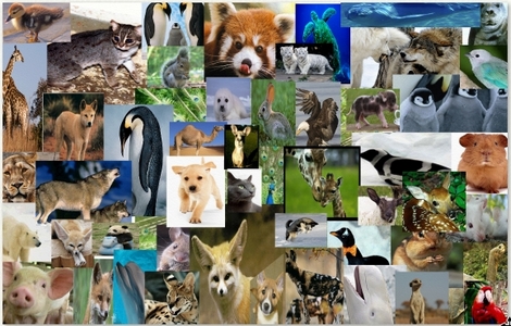  I love all animals yes, I made that myself
