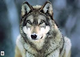  A pet wolf! AND NO POLLUTION IN THE WORD