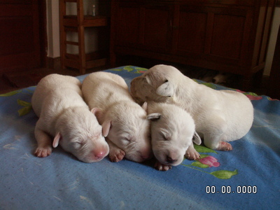  These are my dog's bébés a couple of days after she had them. They're mongrels though.