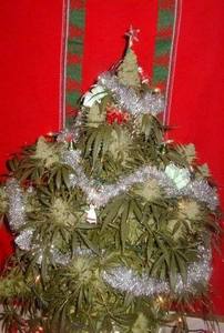  I'm soo sorry I plucked all of the leaves of your weed Christmas tree...then smoked it all without sharing. I just couldn't help myself T_T