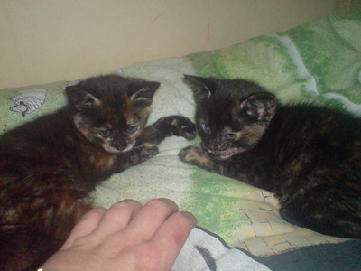  These are my babies, Cote (Named after the NCIS star!) on the left and Tia on the right both are Tortoiseshell! I did have a 17 tahun old kitty called Suzi but sadly she passed away just before Xmas! Now i have these 2 little bundles of fun!!