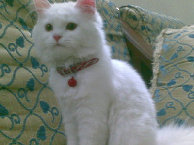 my cat name is sisi she is a girl she's 7 months old !and she is soooo cute !!
