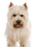  heres a westie theyr rlly cute and nice