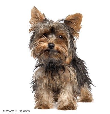 welsh corgi or a yorkshire terrier or a king charles spaniel