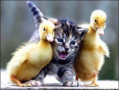  Quack quack, meow I cinta them too :)