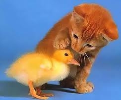  Aww! I LOVE DUCKIES,TOO! :D Ducks and Kittehs!
