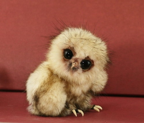  i cinta thiz fricking adorable owl,at least i think itz an owl! BTW, i cinta alllll binatang