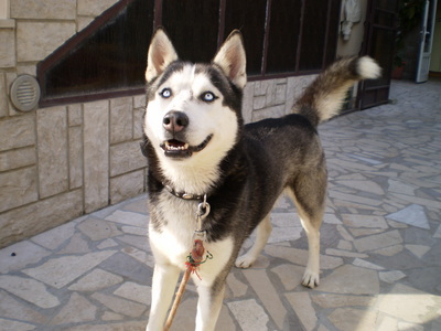  woow she is just georgeous!*_* sa pamamagitan ng the way, i have a husky too.he's name is ice. and here's a pick of him: