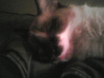  This is my kitty Fairy. My 6 년 old niece named her that! (And yes, she always falls asleep with her tongue sticking out!)