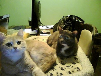 The trái cam, màu da cam is Molly who is 3 and the grey one is Sassy who is 7 C:
