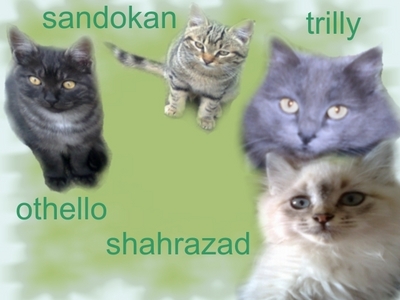  Trilly( 9 năm old kitty ^_^),Shahrazad,Othello and Sandokan (brothers).