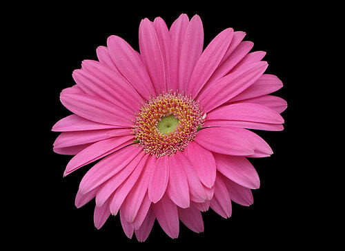  I Amore this shade of rosa :)