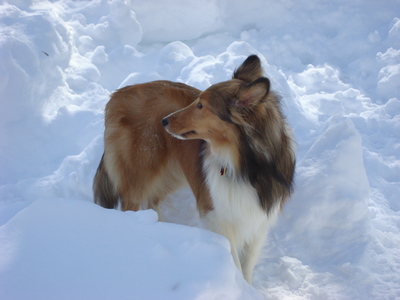 I have a two year old sheltie named Kyla. She's a lot of trouble, but I adore her.