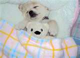 This puppy with a Teddy Bear!! n__u