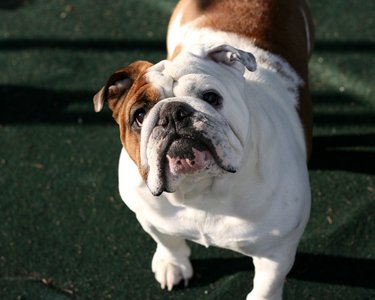  English bulldog. I l’amour them so much! <3 I also l’amour basset hounds. :)