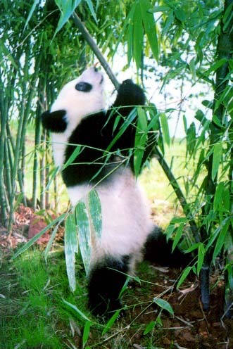 Giant Pandas. <3 I love them way too much!!! I'm going to get a tattoo of one too. :] I'm excited!!